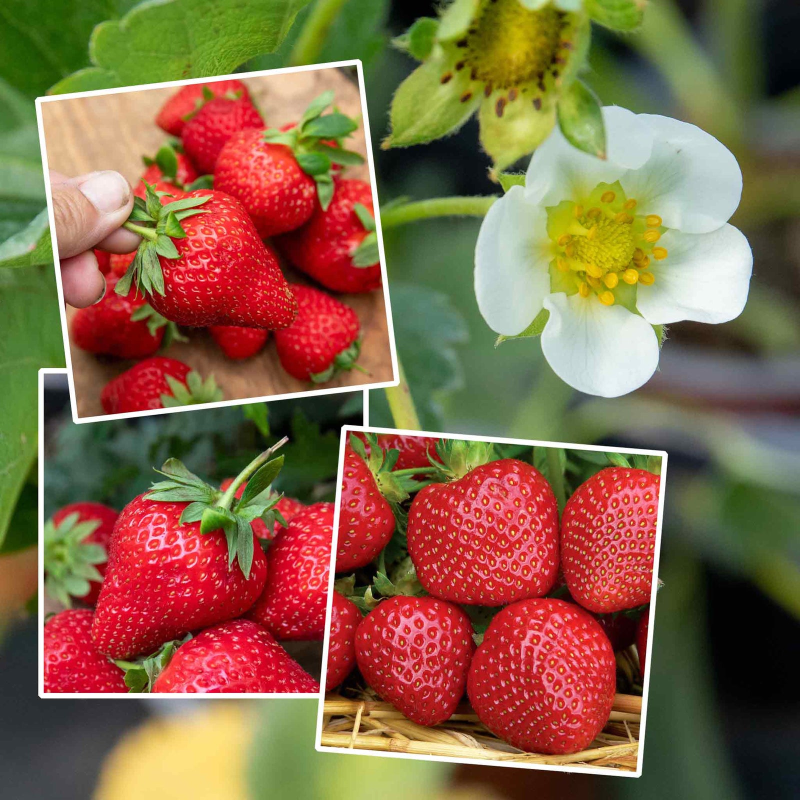 All Season Space Saver Strawberry Collection — High‑yield Mix (marshmello, Malwina, Elsanta) | Set of 30 | Red
