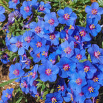 Hayloft Anagallis Monellii Skylover - Blur Pimpernell - 3 Young Plants