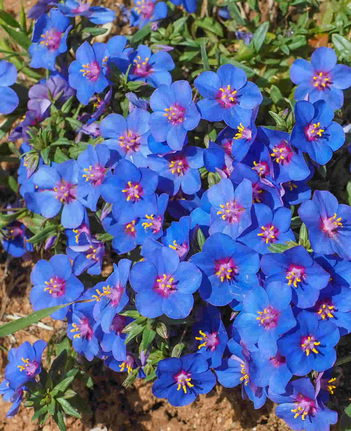 Hayloft Anagallis Monellii Skylover - Blur Pimpernell - 3 Young Plants