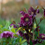 Helleborus Double Ellen Purple - Deep Dark And Magical Blooms - 3 x 9cm Pots