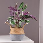 Prayer Plant - 2 Pcs. - Calathea Lietzei 'white Fusion' - Height 30-40cm - ⌀14cm | Set of 2 | Green