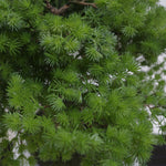 Artificial 50cm Luxury Pine Bonsai Tree