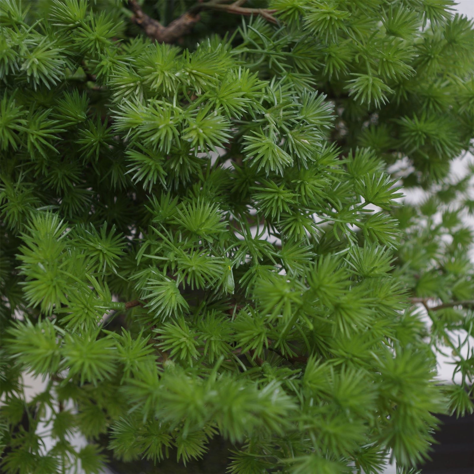 Artificial 50cm Luxury Pine Bonsai Tree