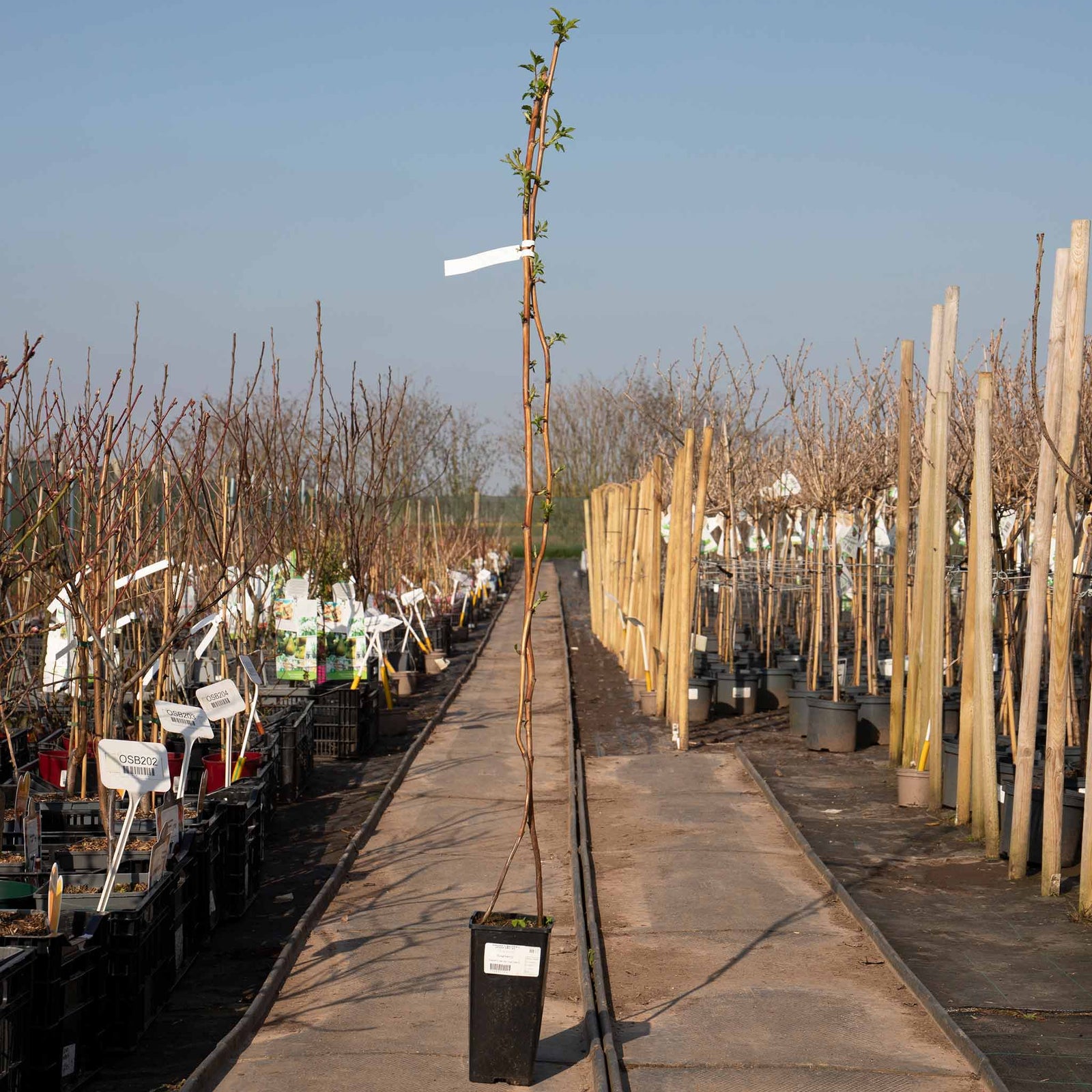 Thornless Raspberry 'glen Mor' – Pre-rooted, Spine-free | 3 x Bare Root | Red