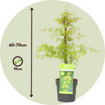 Japanese Maple - Acer Palmatum 'Emerald Lace' - Height 60-70cm - ⌀19cm | Set of 1 | Green