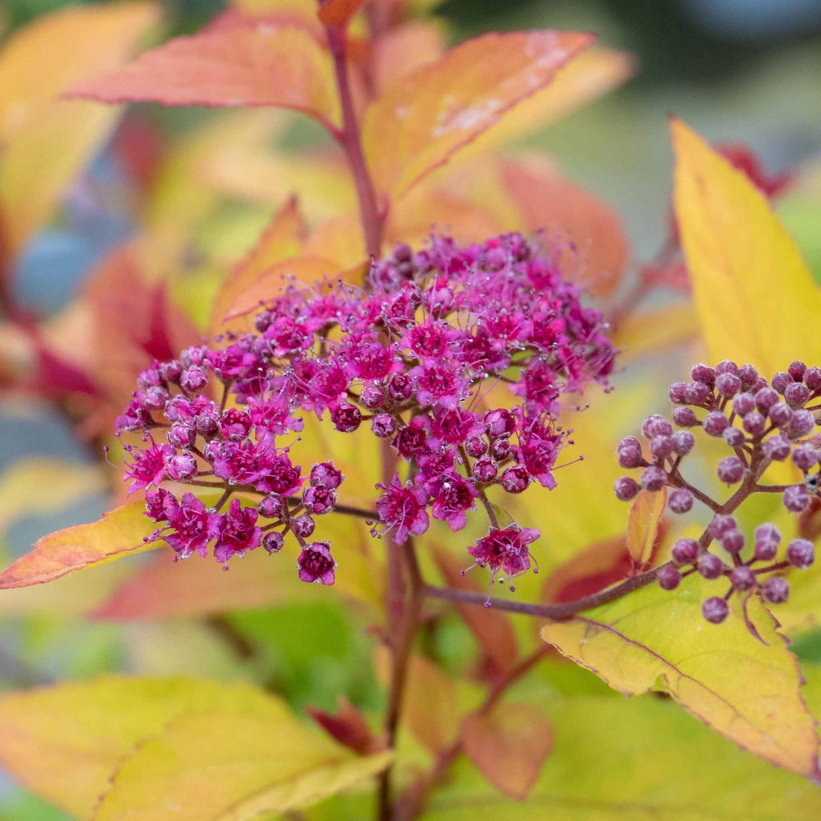 Spiraea Japonica 'firelight' Ornamental Shrub, Pollinator-friendly | 1 x 3L | Green & Pink