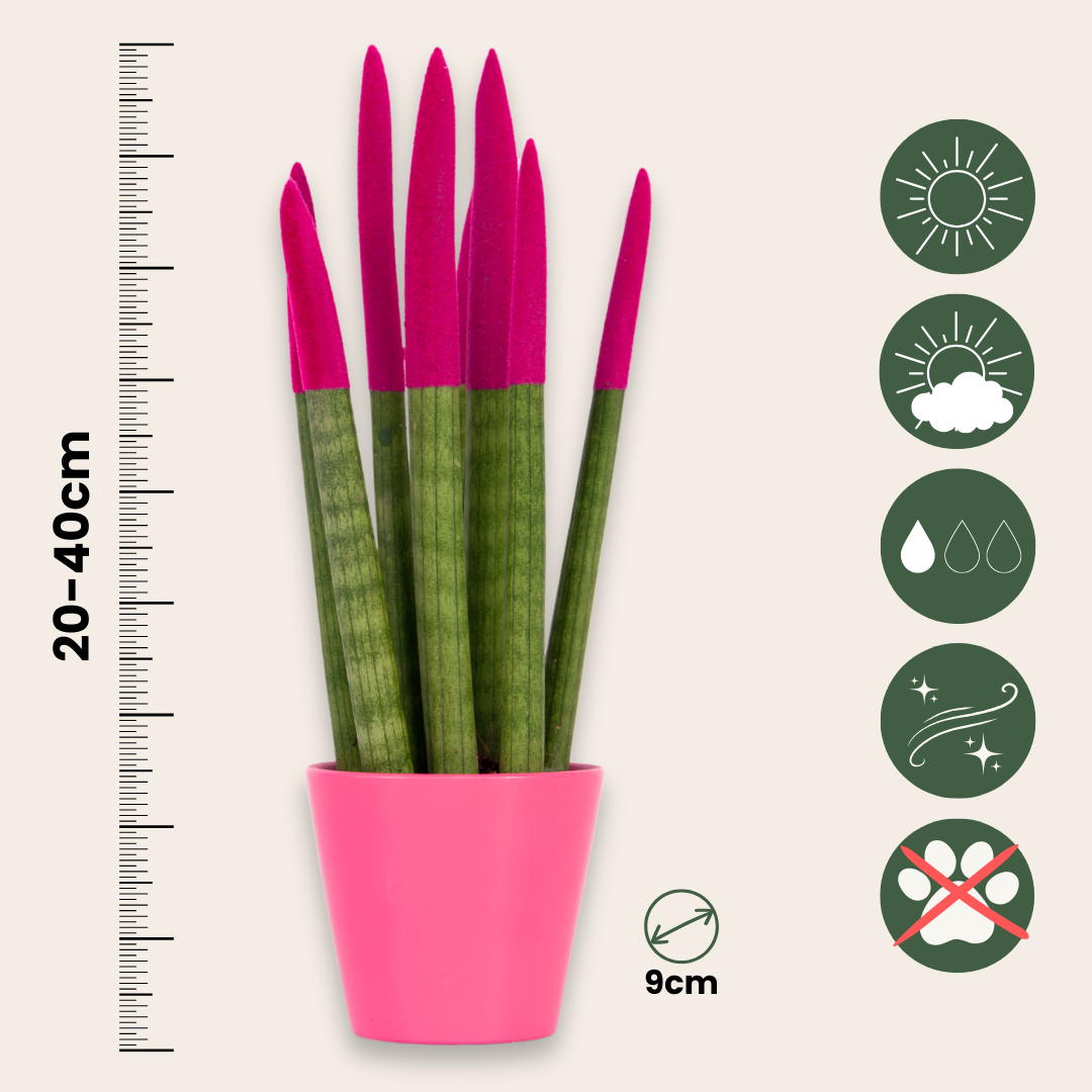 Snake Plant Velvet Touch - Sansevieria Cylindrica - Height 20-40cm - ⌀9cm | Pink