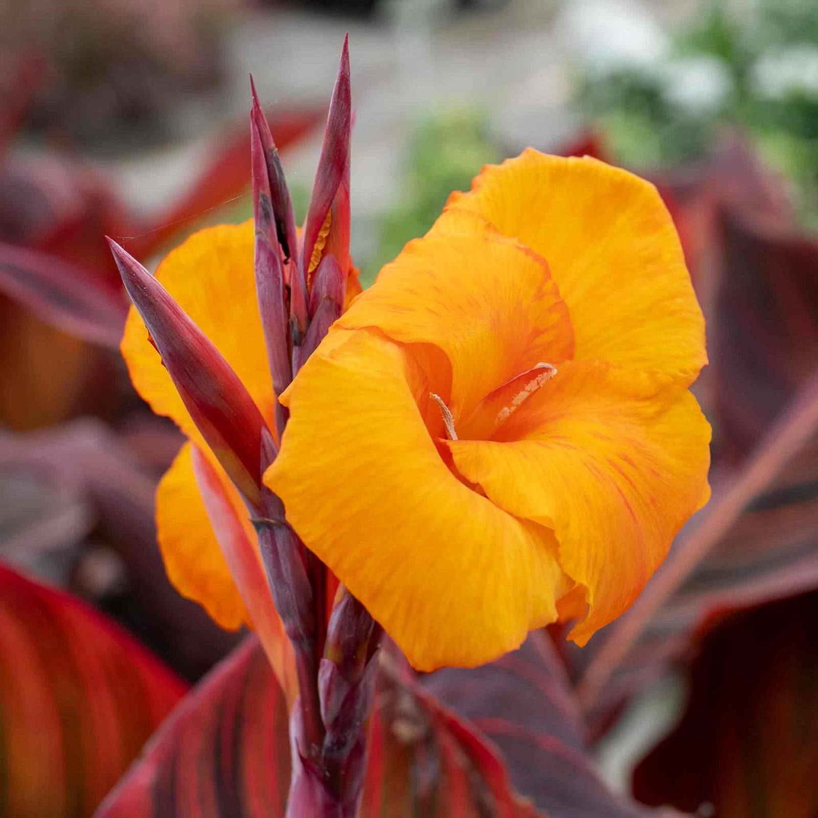 Canna Lily 'lily Tropicana' Plants | 3 x 9cm | Purple & Green