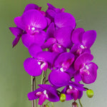 52cm Artificial Orchid Large Purple And Gold