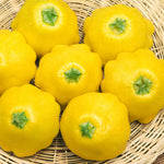 Sunburst Patty Pan Squash Plant | 3 x Jumbo Plugs | Yellow