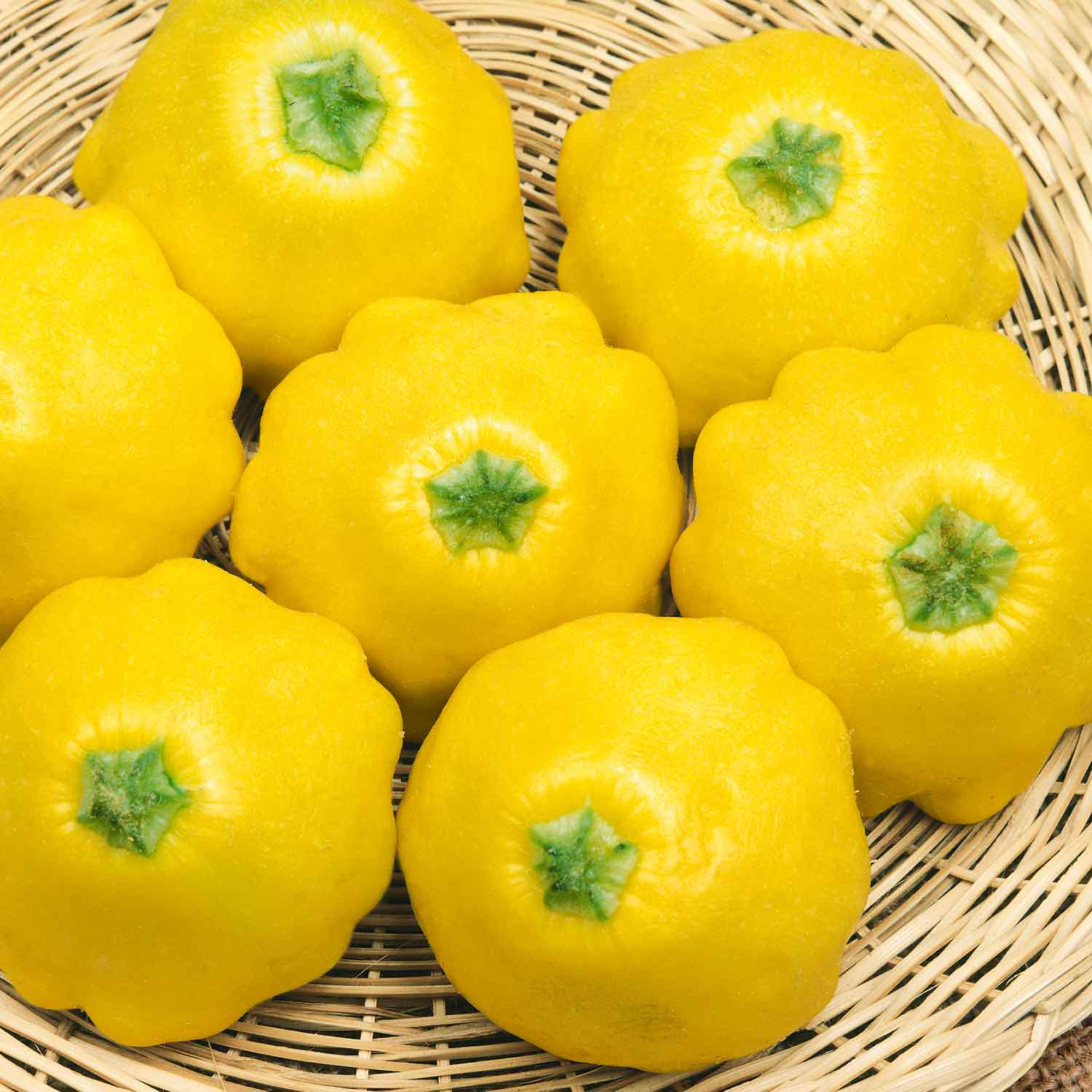Sunburst Patty Pan Squash Plant | 3 x Jumbo Plugs | Yellow
