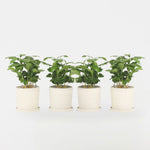 Coffee Plant - 4 Pcs. - Coffea Arabica - Height 25-40cm - ⌀12cm | Set of 4 | Green