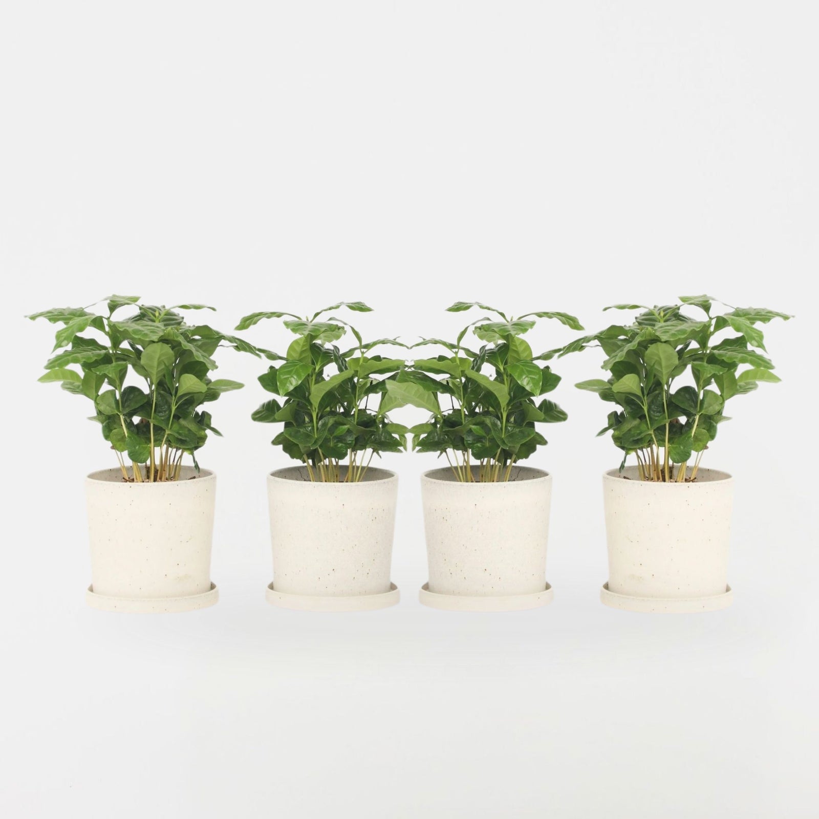 Coffee Plant - 4 Pcs. - Coffea Arabica - Height 25-40cm - ⌀12cm | Set of 4 | Green