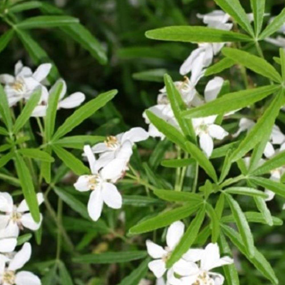 Choisya Aztec Pearl Fragrant Evergreen Garden Shrub Plant