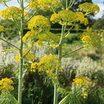 Fennel (foeniculum Vulgare) Plants | 3 x 9cm | Lime Green