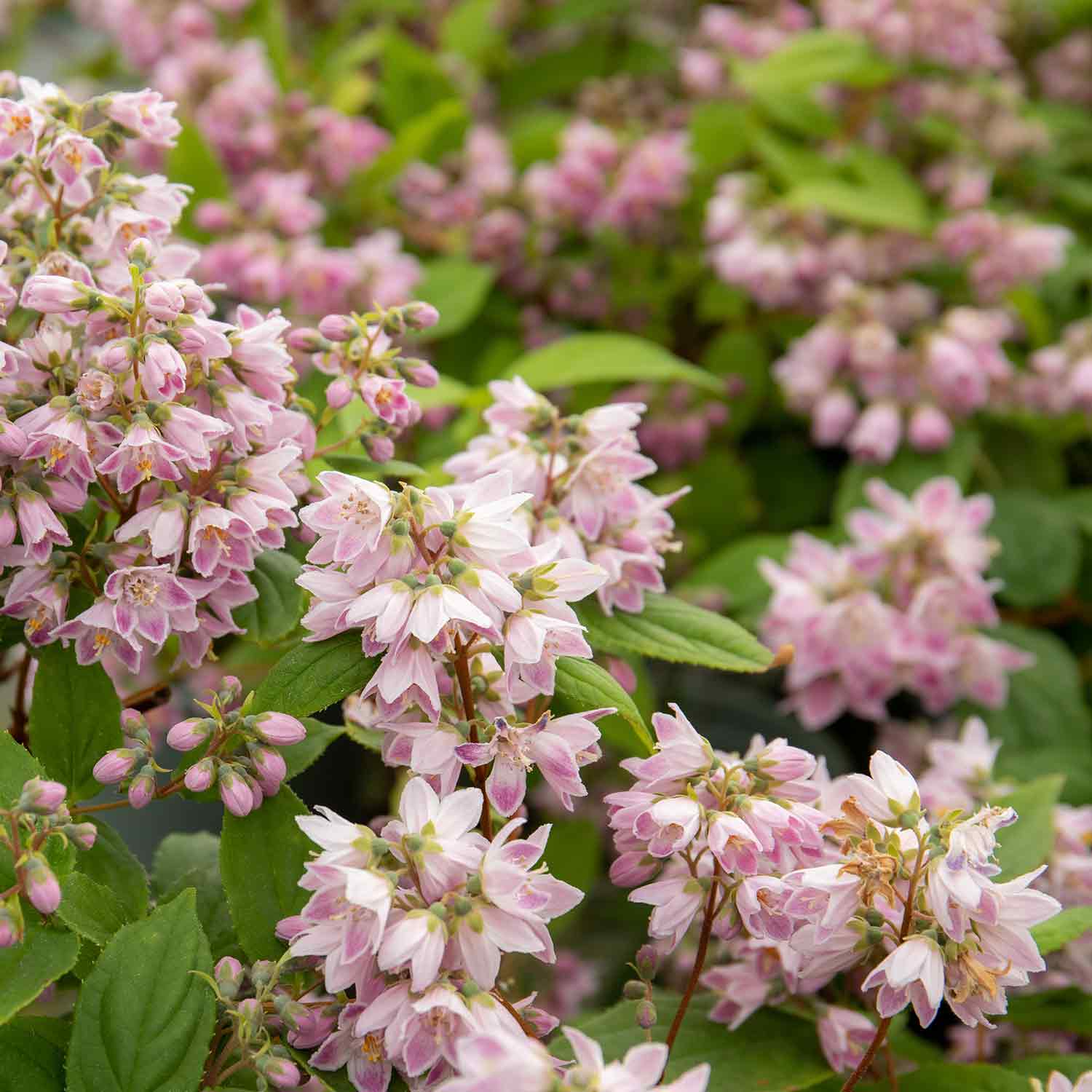 Deutzia 'raspberry Sundae' Compact Purple-tipped White Shrub | 1 x 3L | White & Purple