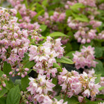 Deutzia 'raspberry Sundae' Compact Purple-tipped White Shrub | 1 x 9cm | White & Purple