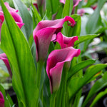 Zantedeschia 'royal Valentine' 2l - Deep Red Hooded Flowers | Set-of-1 | Purple & Green