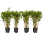 Chinese Fountain Bamboo - 4 Pcs. - Fargesia Nitida 'gansu' - H50-70cm - ⌀17cm | Set-of-4 | Green