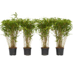 Chinese Fountain Bamboo - 4 Pcs. - Fargesia Nitida 'gansu' - H50-70cm - ⌀17cm | Set of 4 | Green