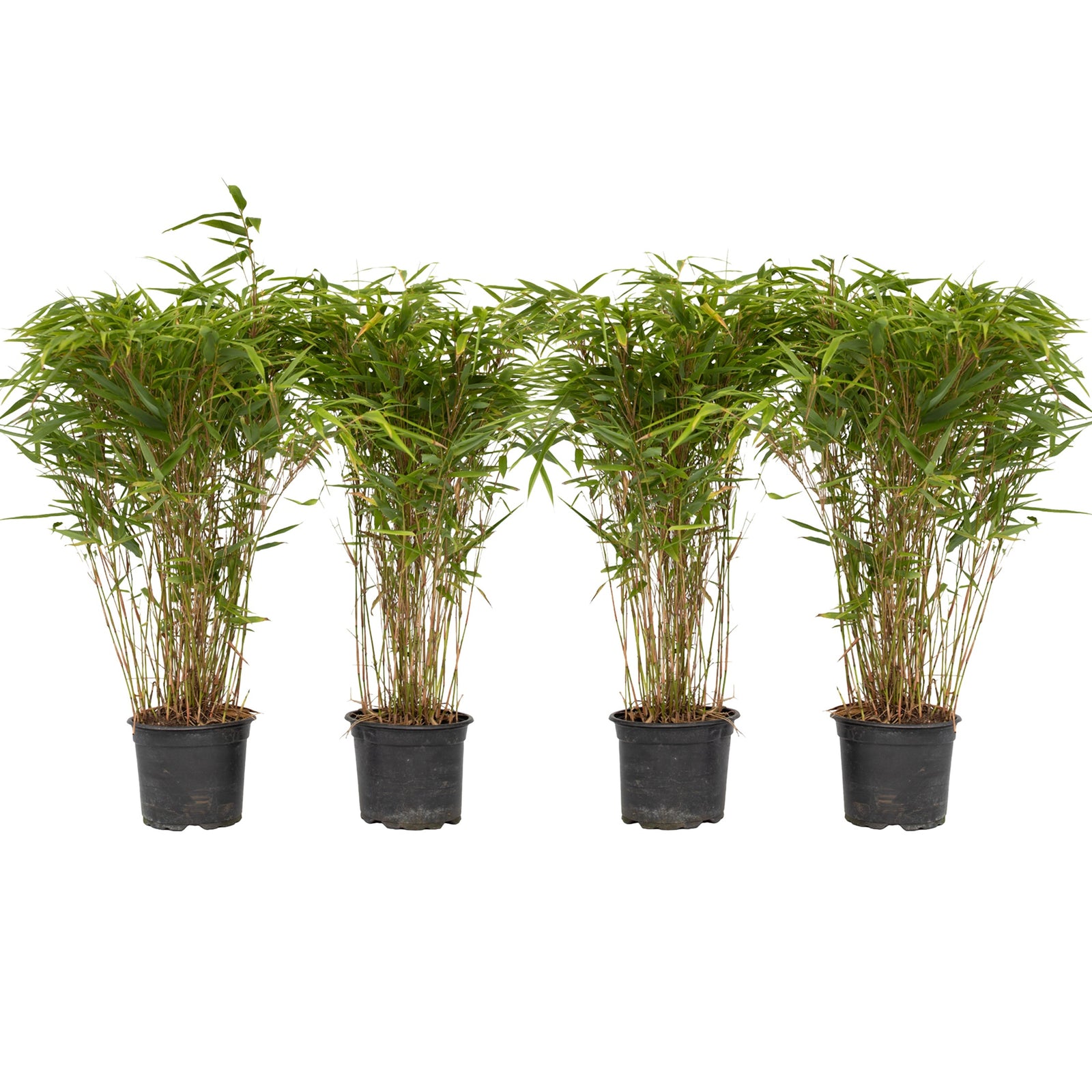 Chinese Fountain Bamboo - 4 Pcs. - Fargesia Nitida 'gansu' - H50-70cm - ⌀17cm | Set-of-4 | Green