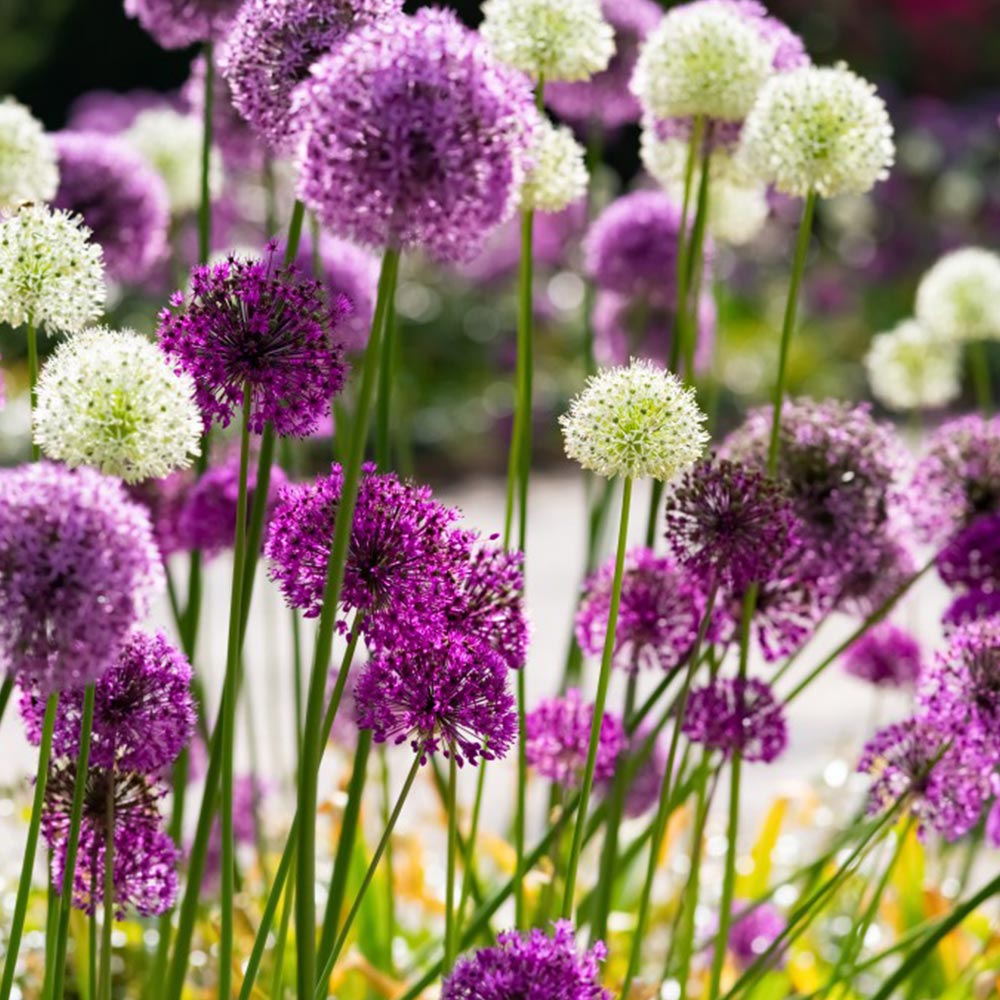 Allium Big Impact Mixed Bulbs Size 14/16 | 8 x Bulbs