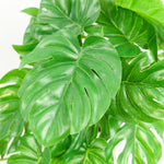 30cm Artificial Green Potted Monstera Garland
