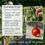 Cocktail Crush Tomato Seeds | Set of 10