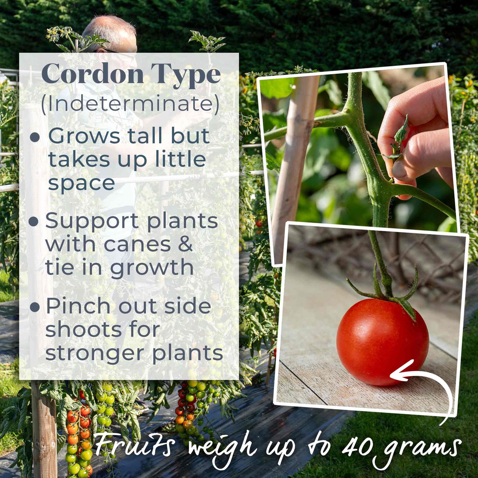 Cocktail Crush Tomato Seeds | Set of 10
