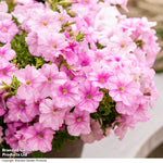Petunia Easy Wave Pink Pearl Garden Ready Plants - Lush, Continuous Summer Flowers | 12 x Garden Ready Plants