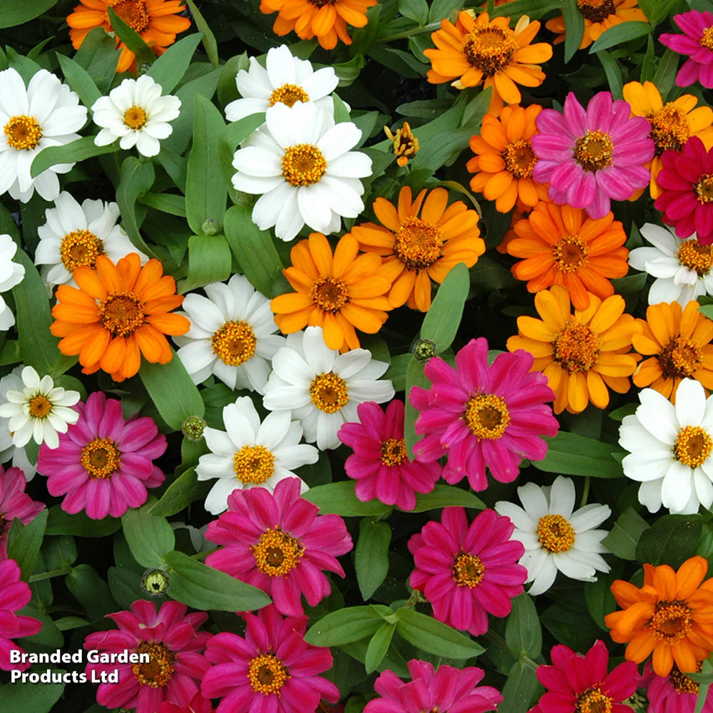 Zinnia 'profusion Mixed' - Garden Ready Plants | 12 x Garden Ready Plants