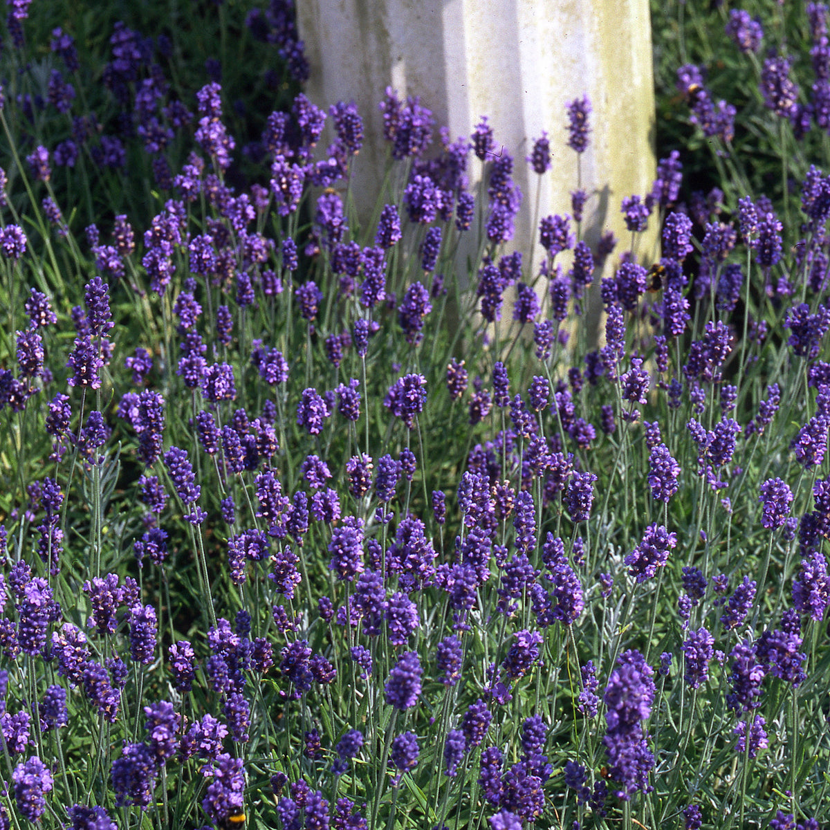 Lavender 'munstead Strain' Compact Fragrant Hardy | 3 x Jumbo Plugs | Multi