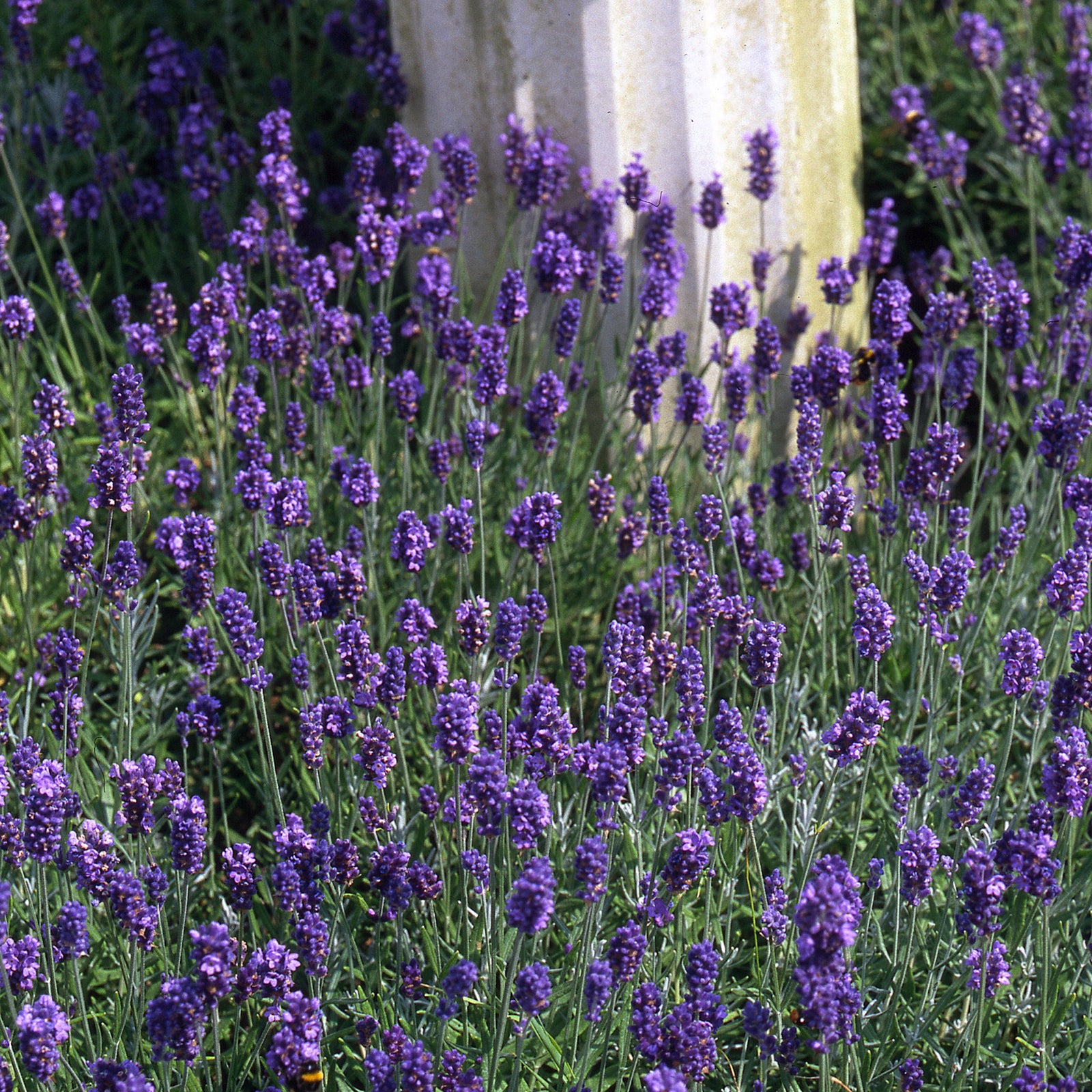 Lavender 'munstead Strain' Compact Fragrant Hardy | 1 x 9cm | Multi