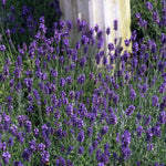 Lavender 'munstead Strain' Compact Fragrant Hardy | Set of 24 | Multi