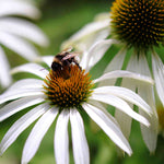 Echinacea Jewel Collection - 9cm Pots. | 3 x 9cm | Multi