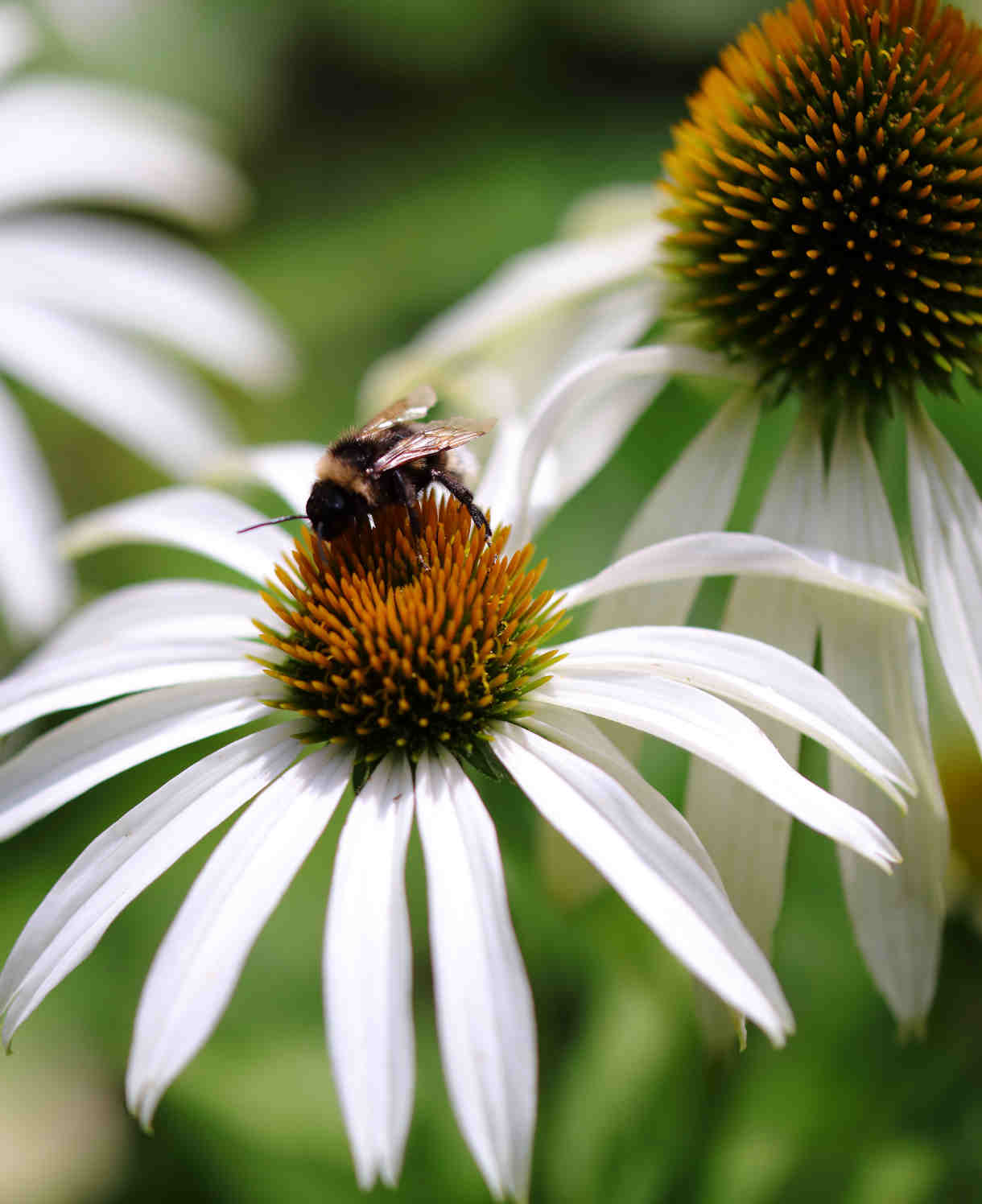 Echinacea Jewel Collection - 9cm Pots. | 3 x 9cm | Multi