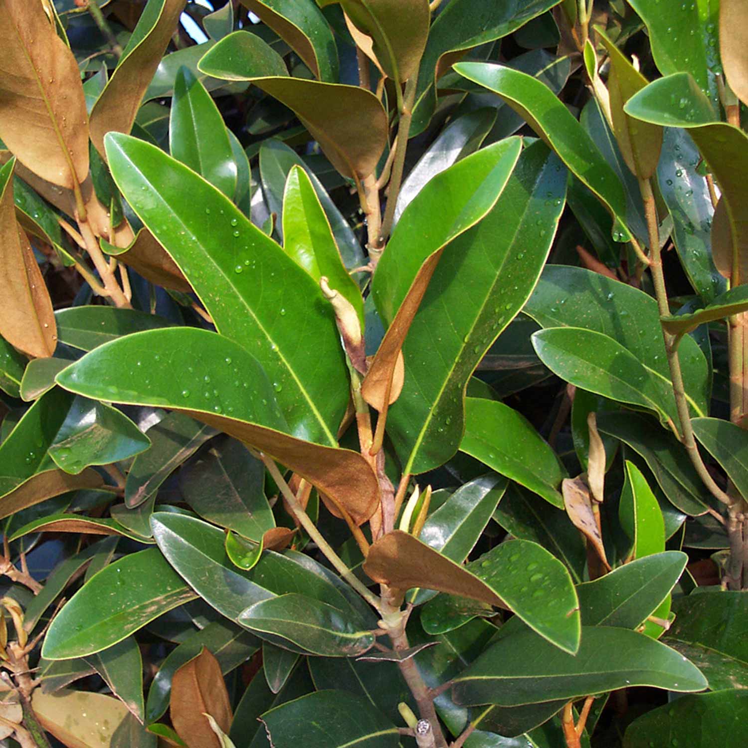 Magnolia Grandiflora 'alta' Narrow Evergreen | 1 x 3L