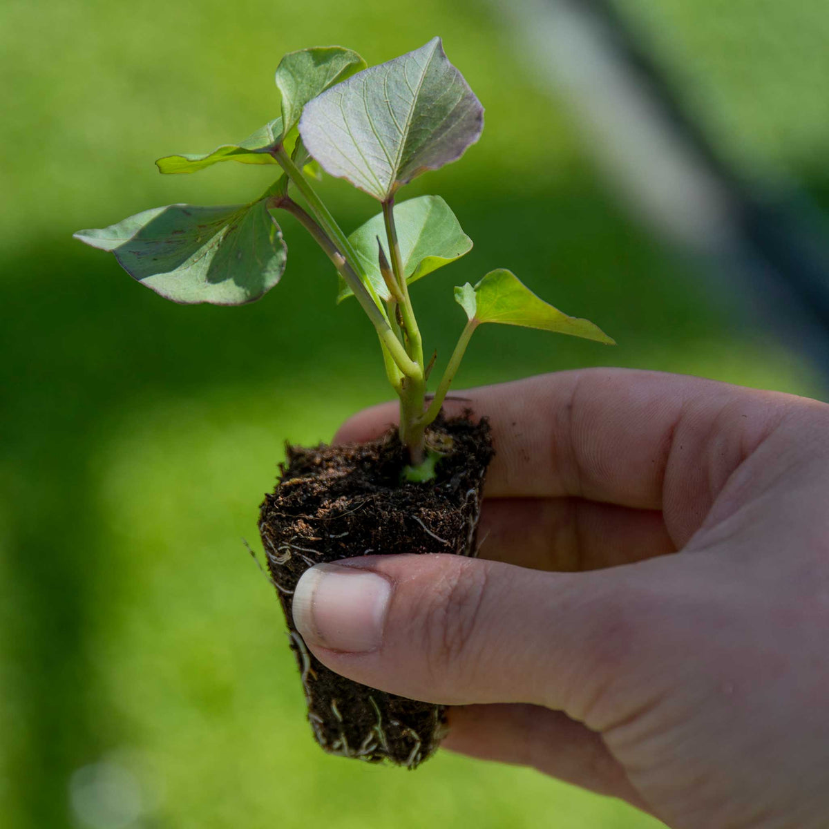 Sweet Potato 'beauregard' Plug Plants | Set of 5