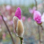 Magnolia 'leonard Messel' - Rhs Award Of Garden Merit | 3 x 9cm | Pink