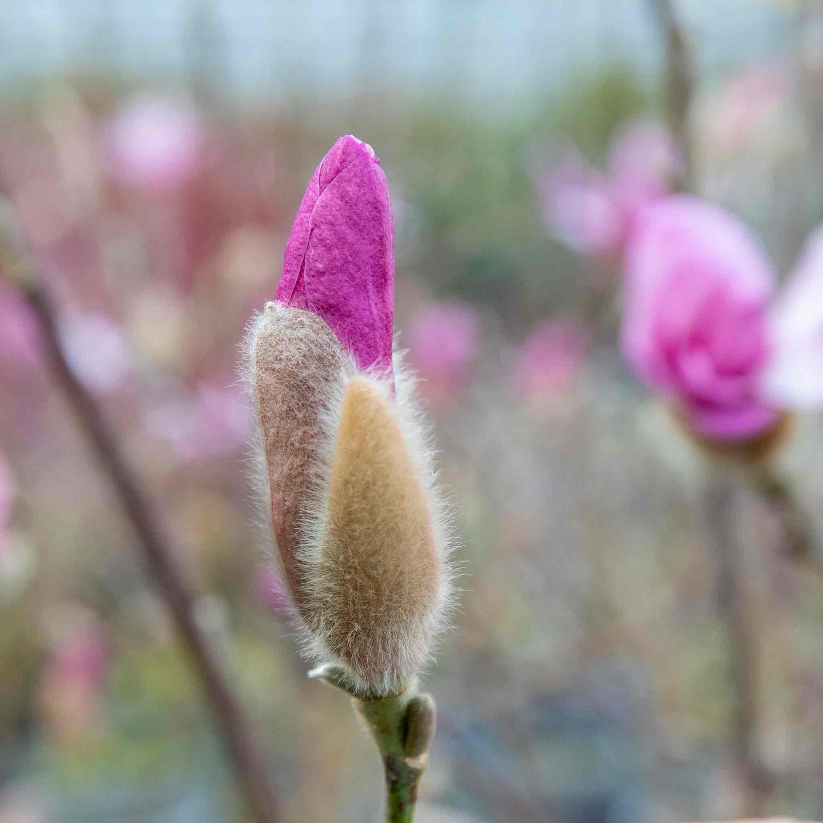 Magnolia 'leonard Messel' - Rhs Award Of Garden Merit | 1 x 9cm | Pink