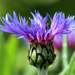 Centaurea 'montana' - 9cm Pots | 1 x 9cm | Purple