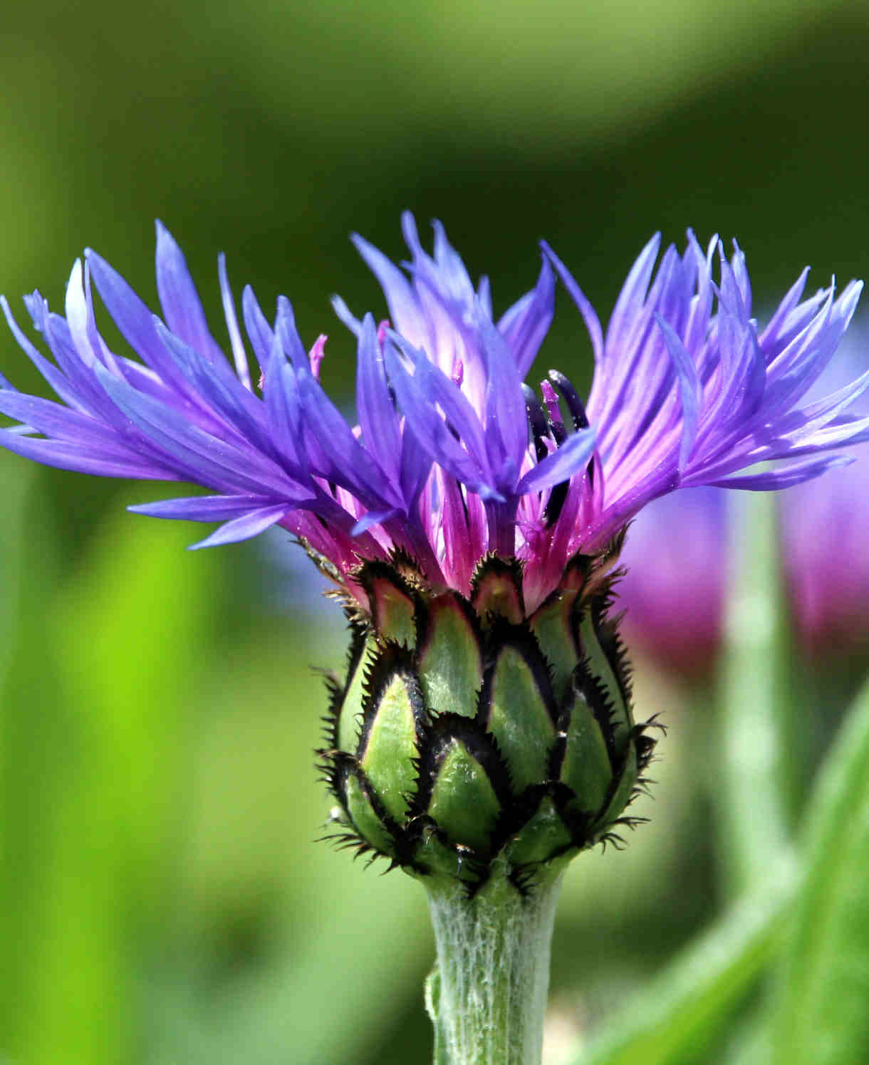 Centaurea 'montana' - 9cm Pots | 1 x 9cm | Purple
