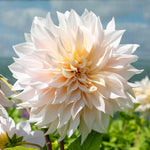 Dahlia 'café Au Lait' | 1 x Tuber