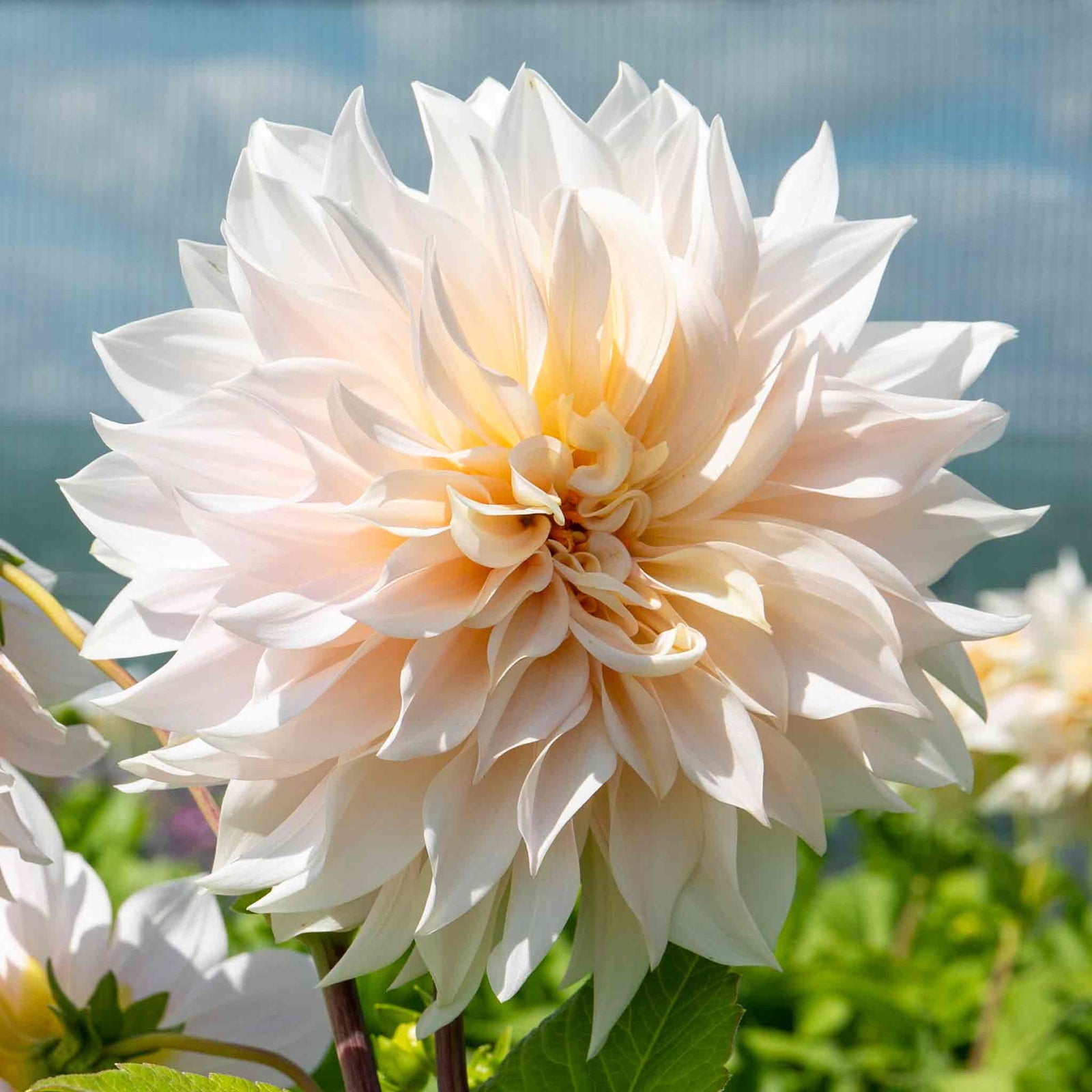Dahlia 'café Au Lait' | 1 x Tuber
