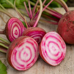 Chioggia Beetroot Seeds | 250 Seeds
