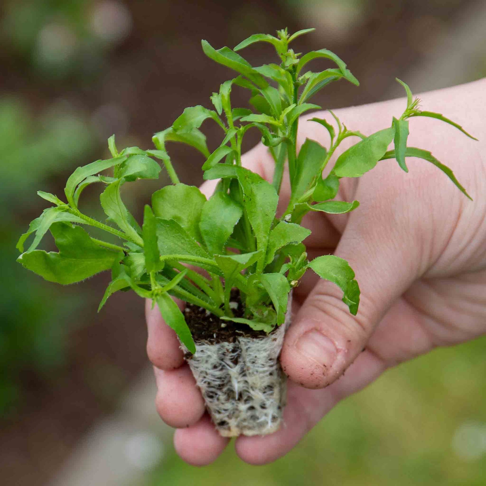 Lobelia 'waterfall White Sparkle' Seed-raised Trailing White Bedding | 12 x Jumbo Plugs | White