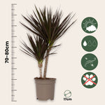 Madagascar Dragon Tree - 2 Pcs. - Dracaena 'magenta' - Height 70-80cm - ⌀17cm | Set-of-2 | Green