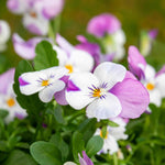Marshalls Garden Viola 'sorbet Pink Wings' - Garden Ready Plugs