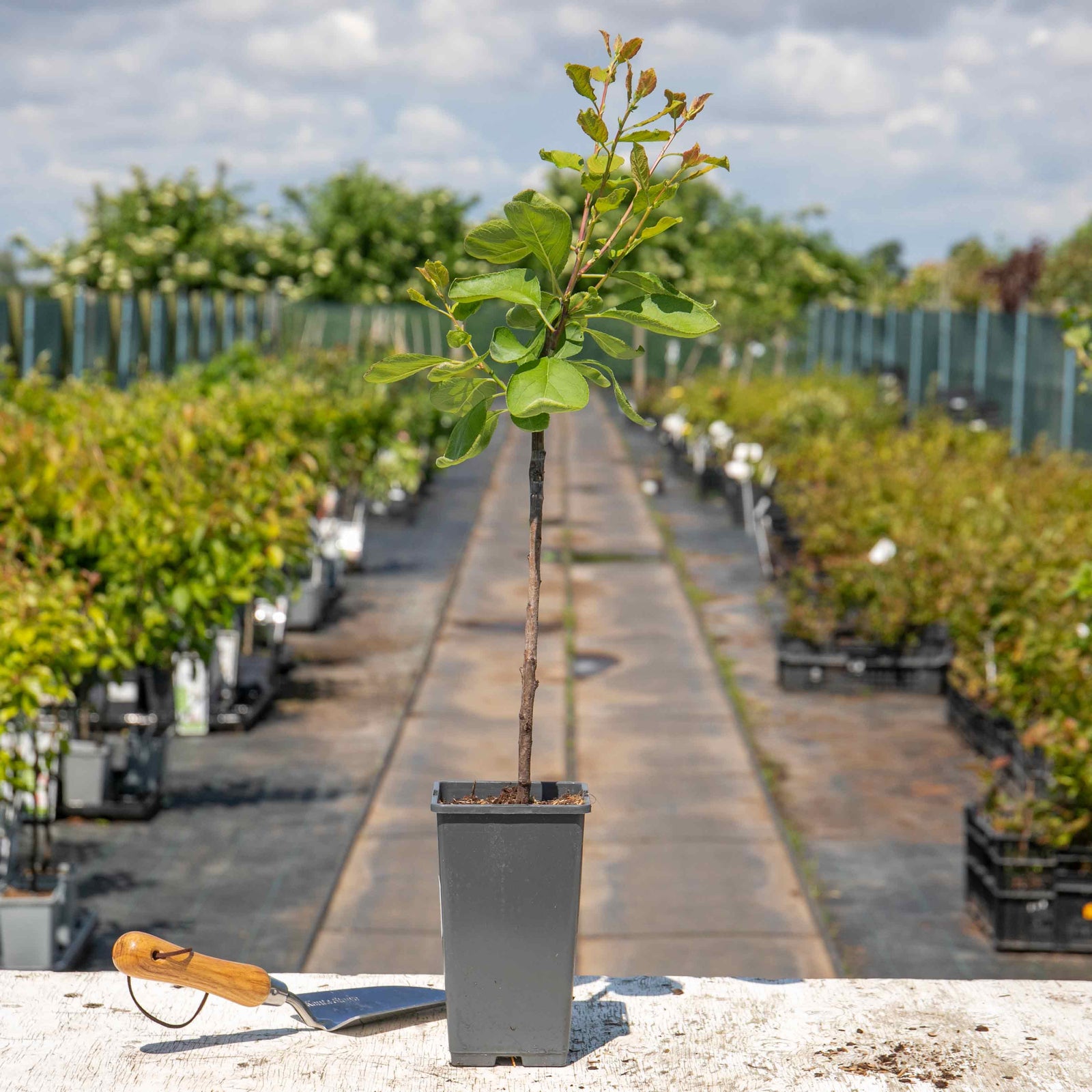 Patio Plum 'opal' - Fan-trained, Self-fertile | 25l | Purple