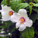 Philadelphus Belle Etoile 9cm Pot | Set of 2